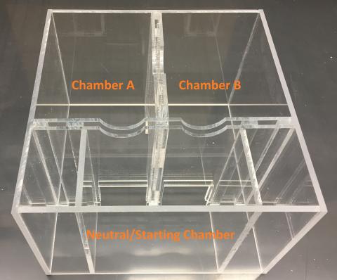 Conditioned Place Preference arena