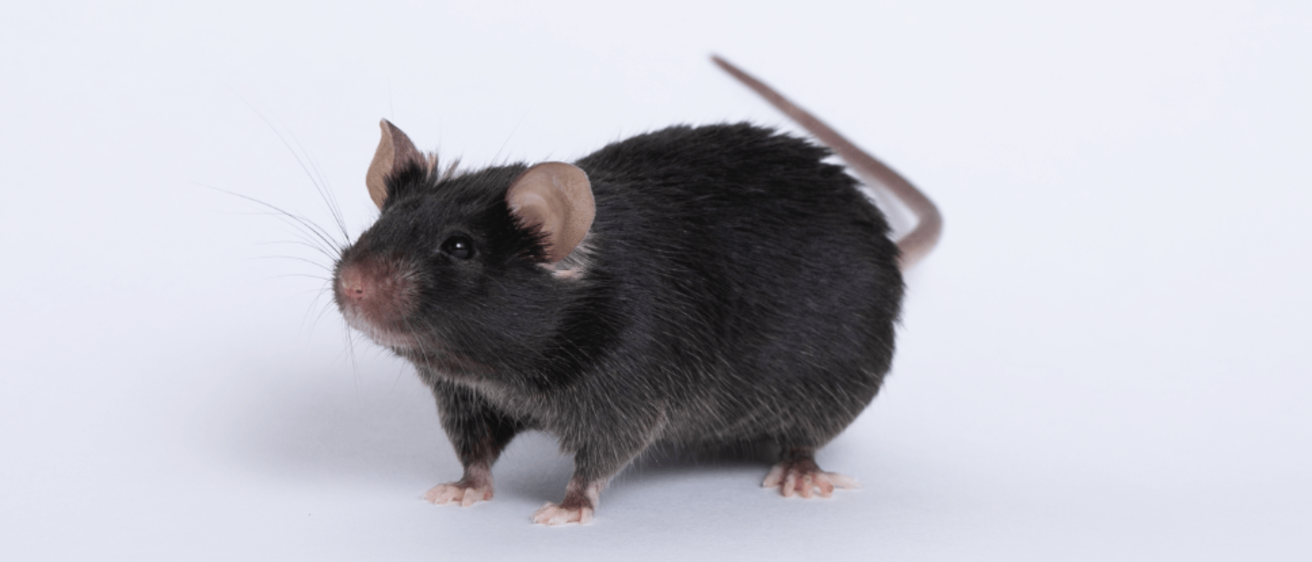 mouse